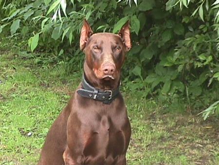 ulysse